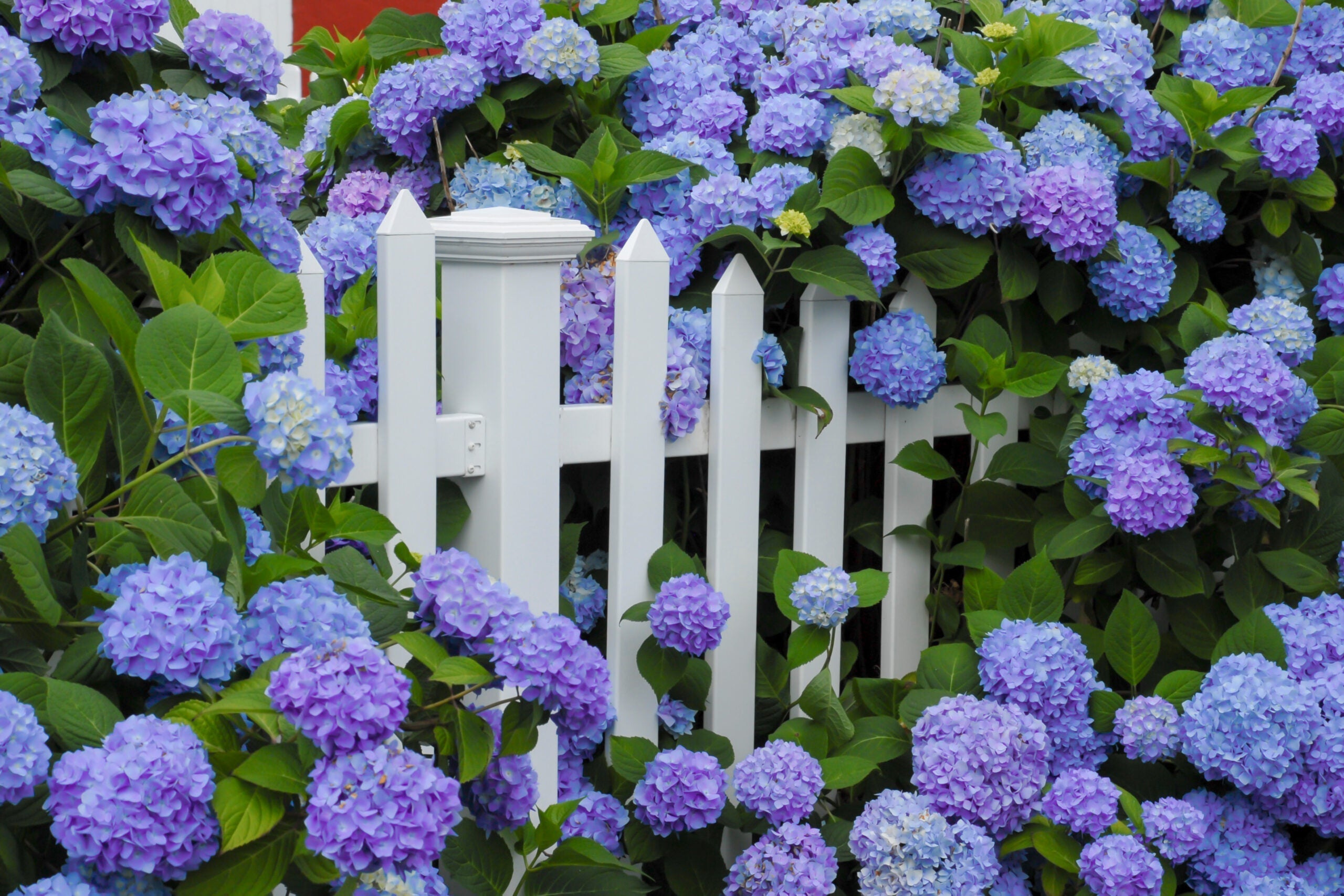 How to Grow (and Get to Bloom!) Hydrangeas in Every Climate
