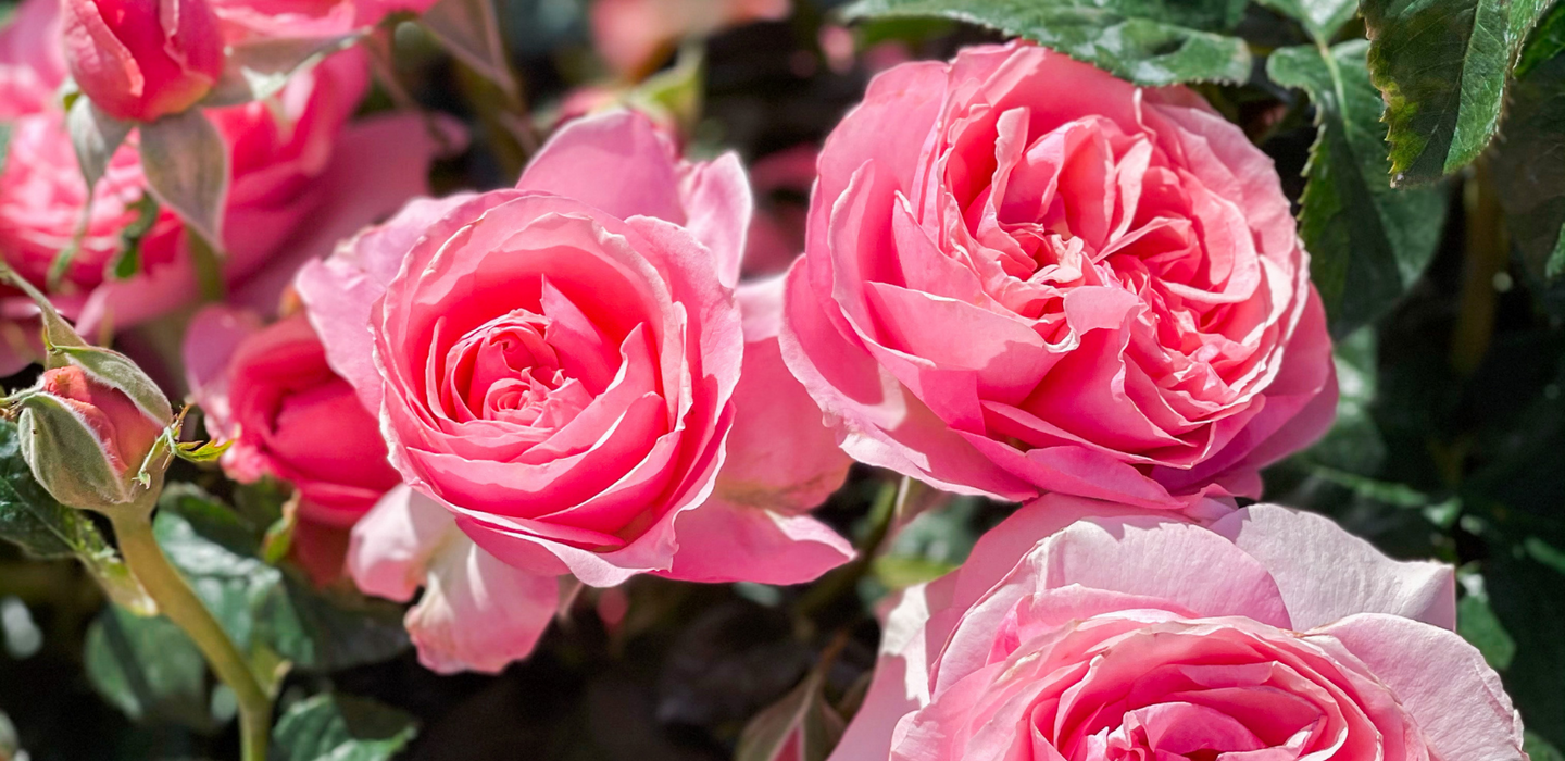 Trust Roses Peach