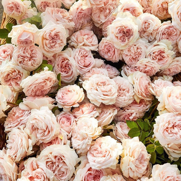 How to Design a Themed Rose Garden: A More Meaningful Way to Plant Roses