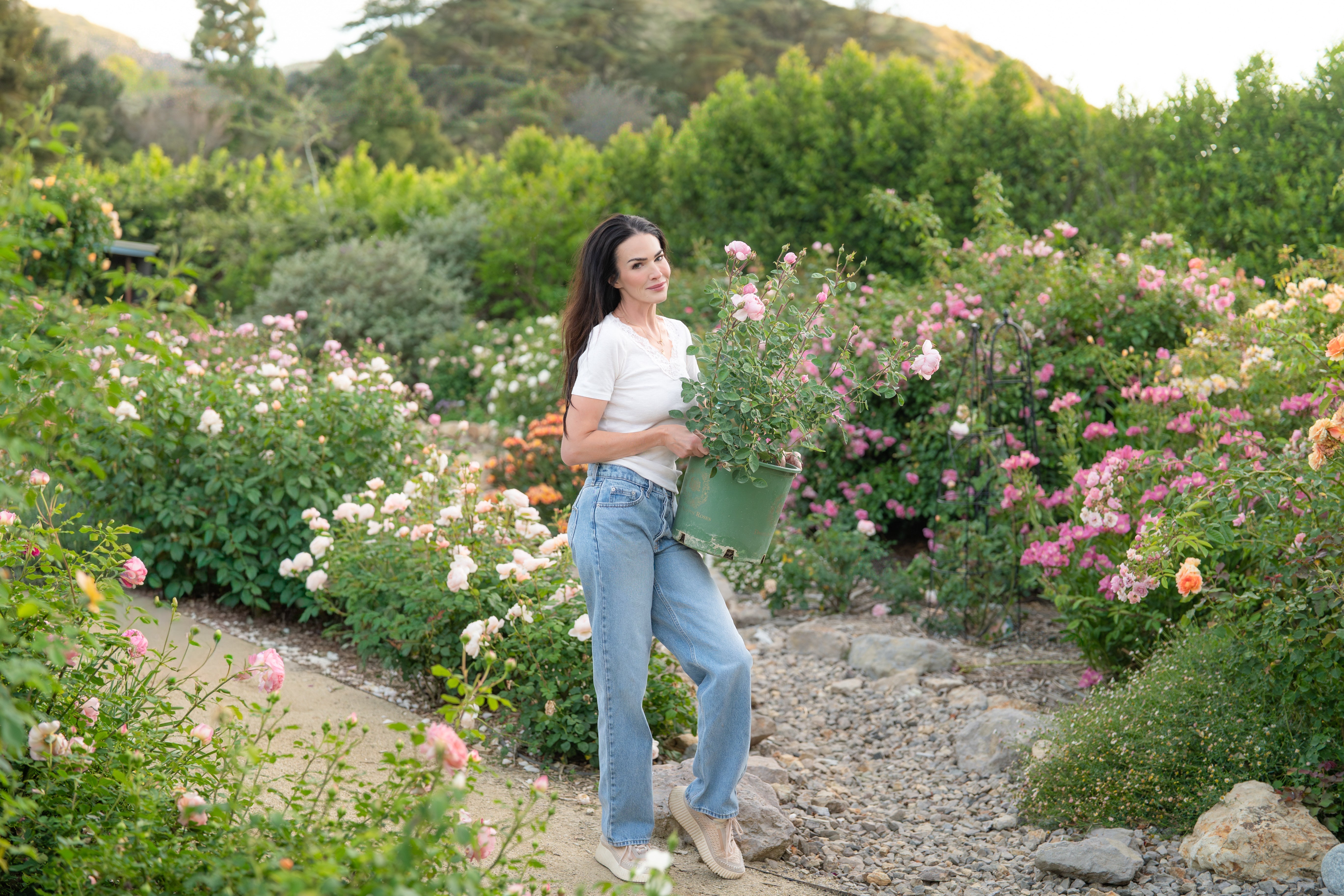 Why Gardeners Choose Grace Rose Farm for David Austin® Roses