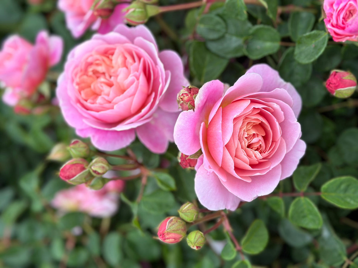 Springles Roz How to Protect Your Spring Rose Flush | Spring Rose Care Guide