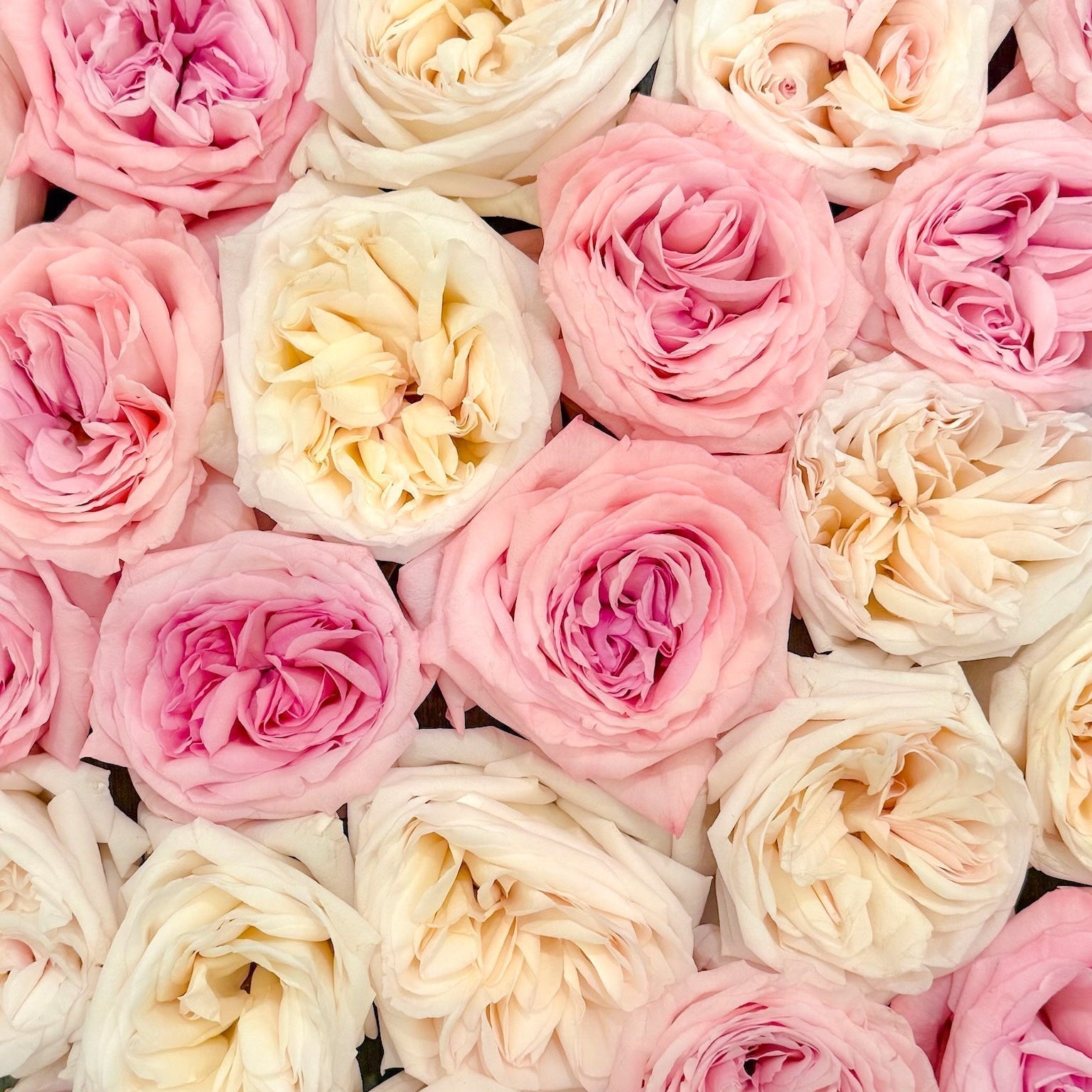 PowerPuff Pink® Potted Rose Bush - Grace Rose Farm