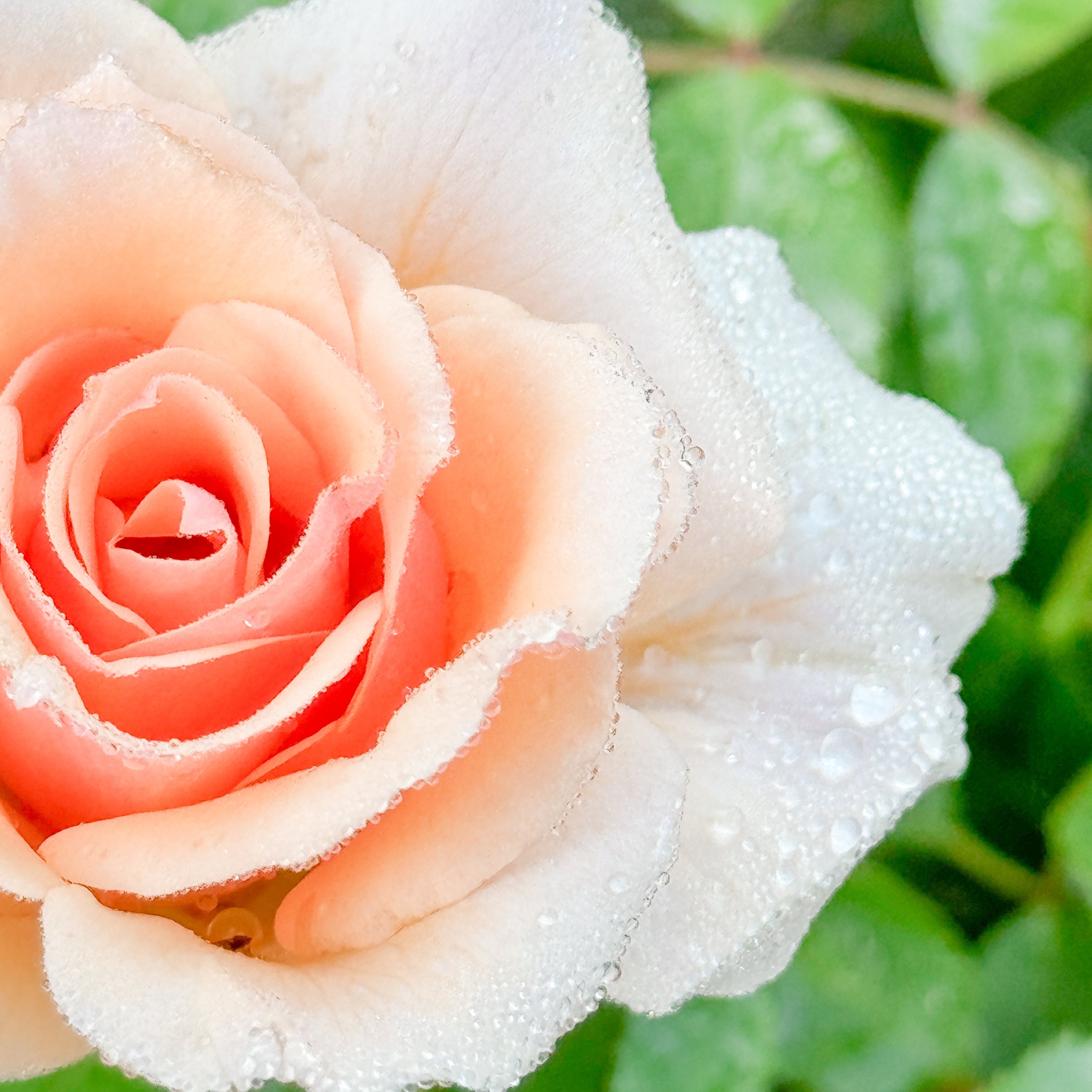 Bare Root Rose Harvesting: Part 5