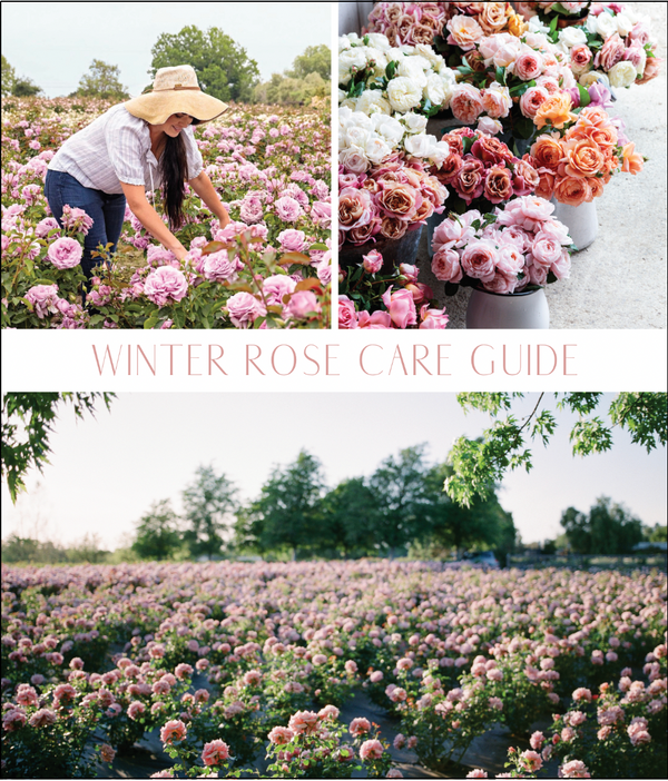 Winter Rose Care Guide
