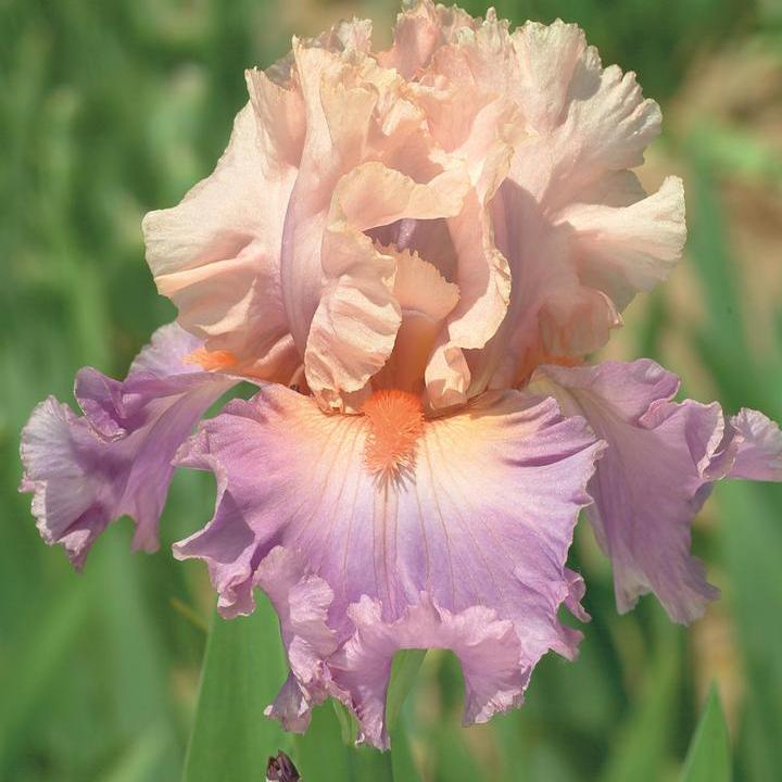 Growing Iris: A Guide to Species, Style, and Care