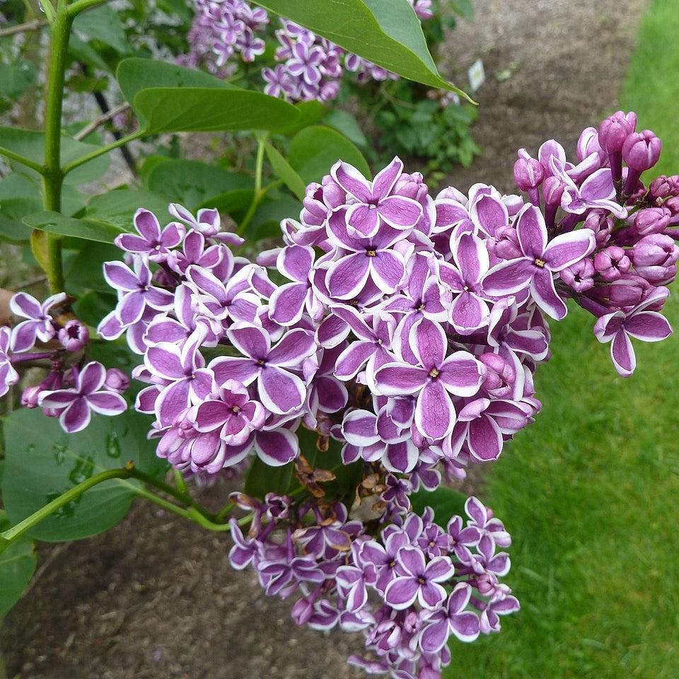 A Guide to Lilacs: Species, Color, and How to Grow Them Well
