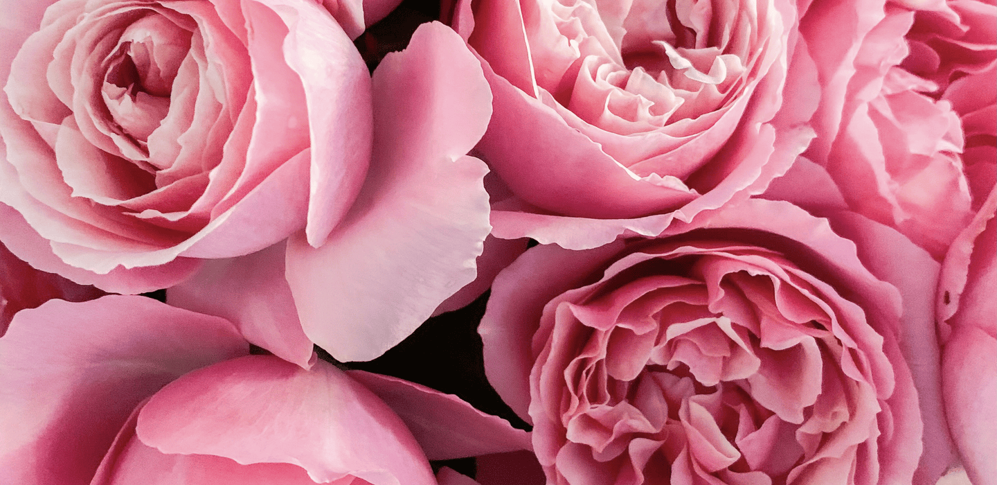 All Dressed Up: A Whimsical Delight for Your Garden! – Grace Rose Farm