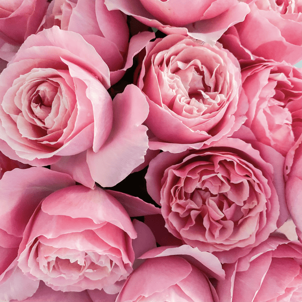 All Dressed Up: A Whimsical Delight for Your Garden! - Grace Rose Farm