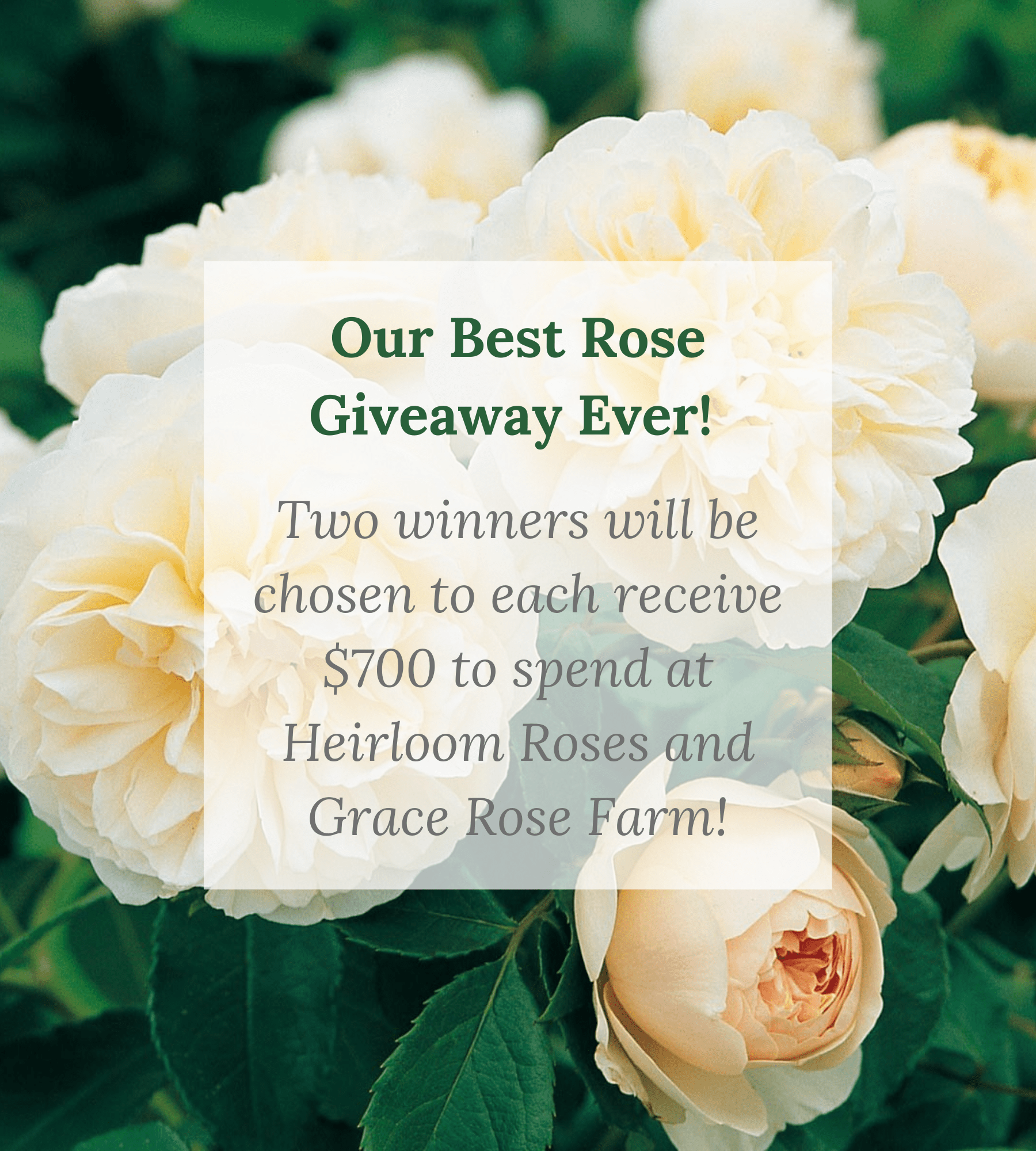 Best Garden Roses to Grow in 2022 - Grace Rose Farm