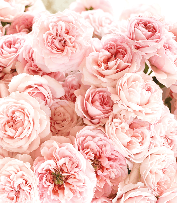 Celebrating Valentine’s Day, the Rose Holiday of the Year - Grace Rose Farm