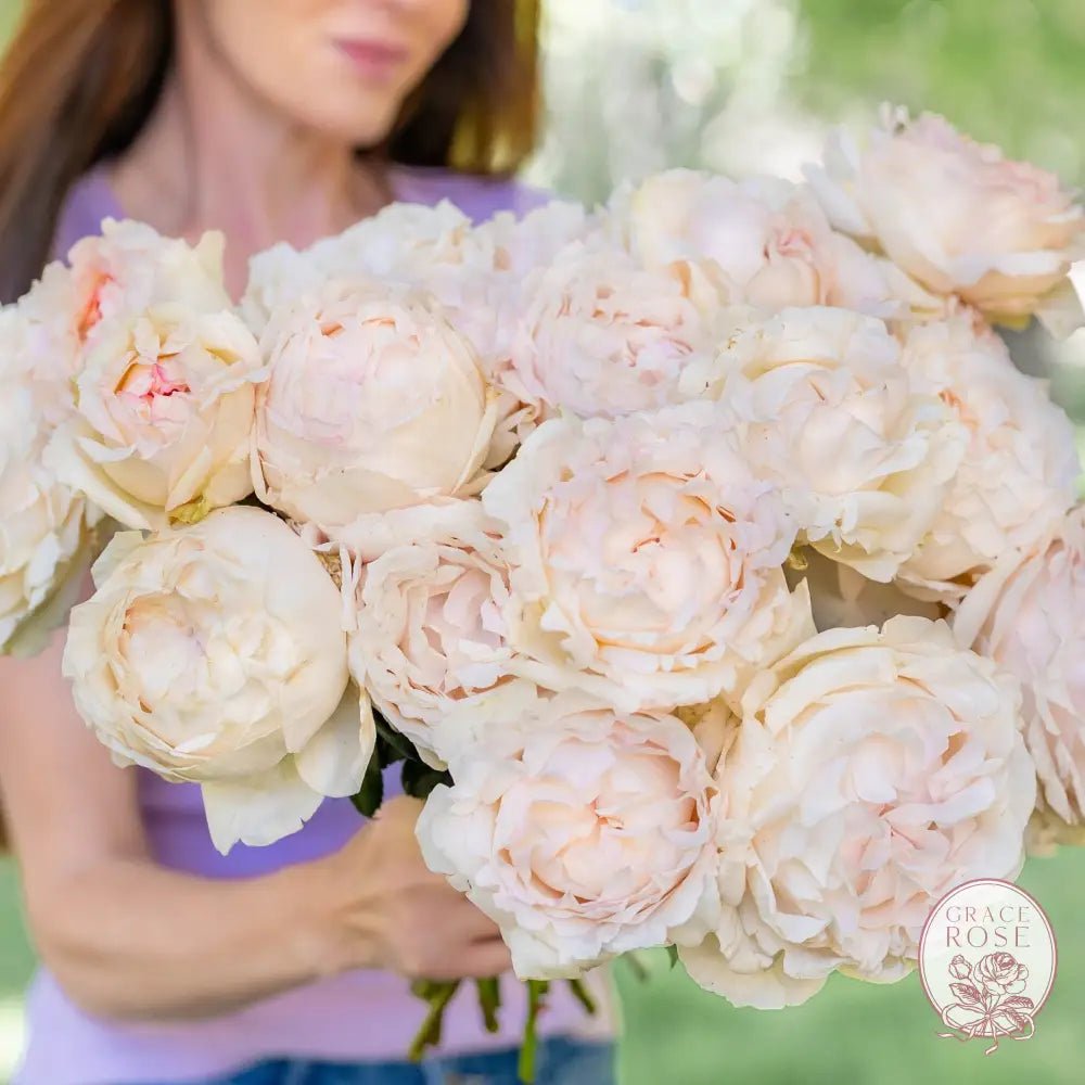 Exciting News: Classic Woman is Back! - Grace Rose Farm