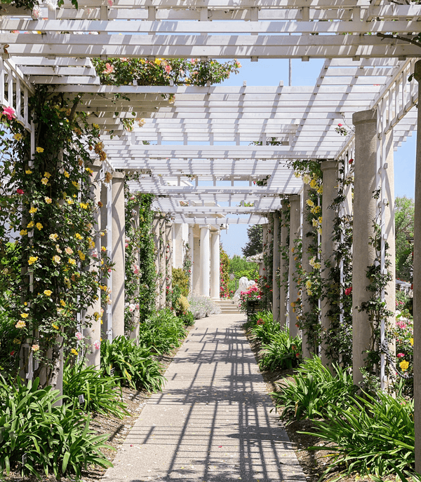 Going Home: Our visit to the Huntington Rose Garden - Grace Rose Farm