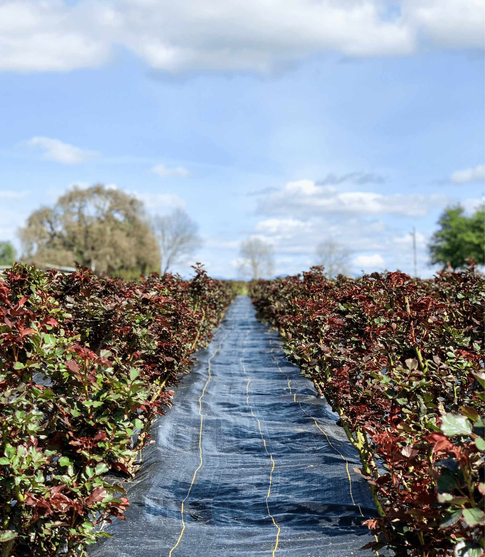 Going organic from the ground up! - Grace Rose Farm