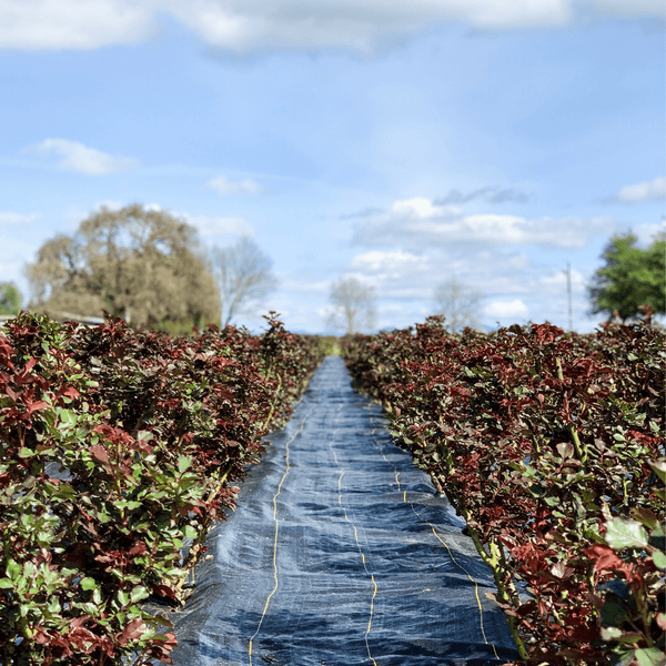 Going organic from the ground up! - Grace Rose Farm