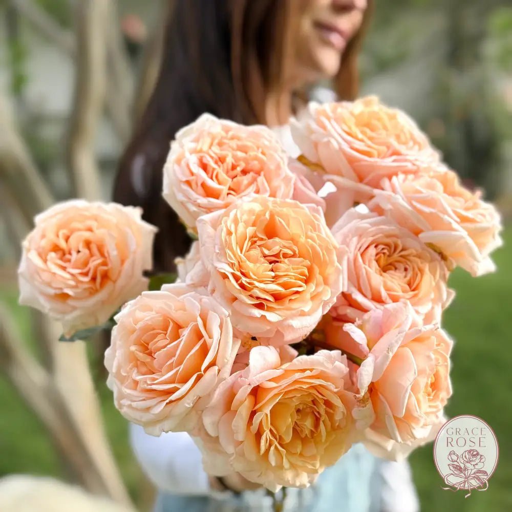 🌹 Grace and Grit™: Tackling Spider Mites on Roses the Gentle but Fierce Way - Grace Rose Farm