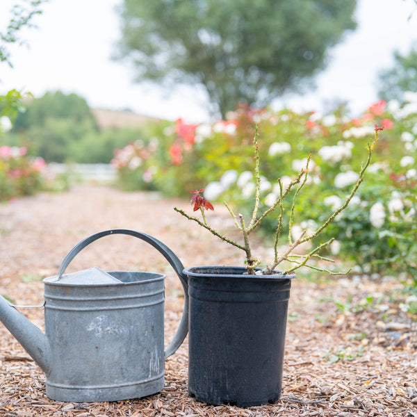 Heat-Smart Leaf Removal for Safe Summer Shipping - Grace Rose Farm