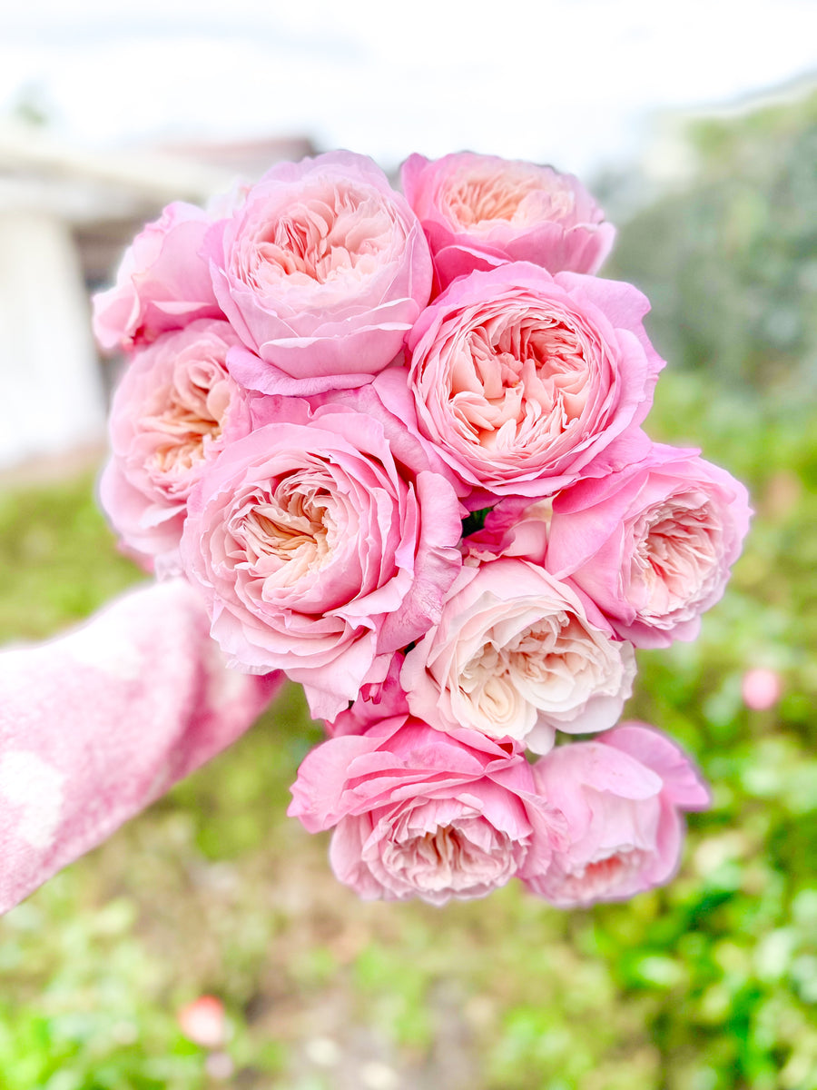 How to Receive & Plant Your Better Bare Root™ Roses