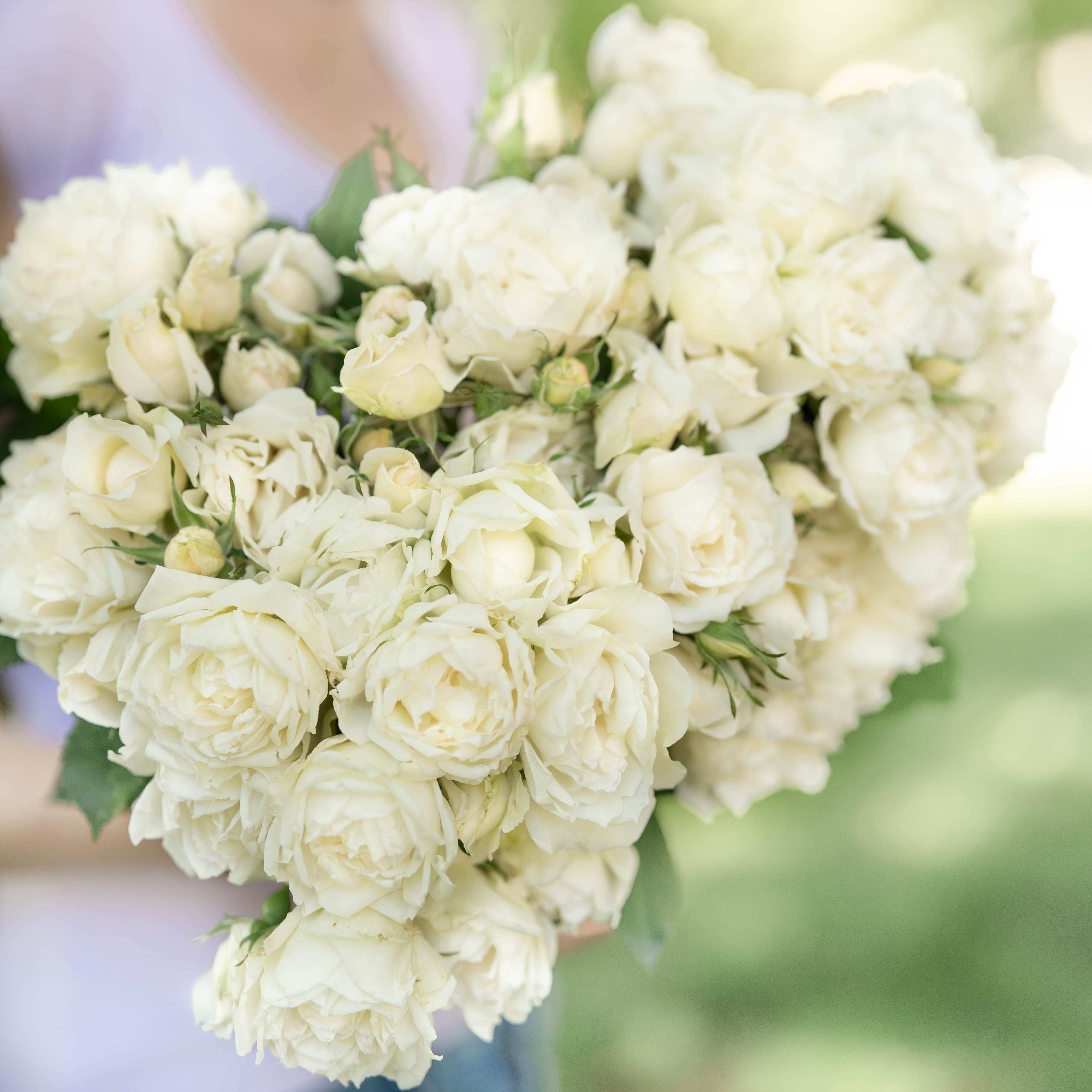 Kiss Me Kate Rose | Fragrant Pink Kordes Rose | Grace Rose Farm