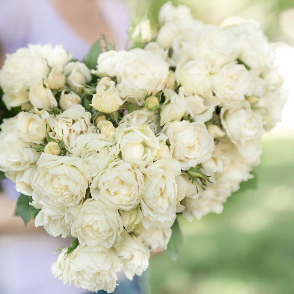 Heirloom Rose Bush | Potted Roses | Grace Rose Farm