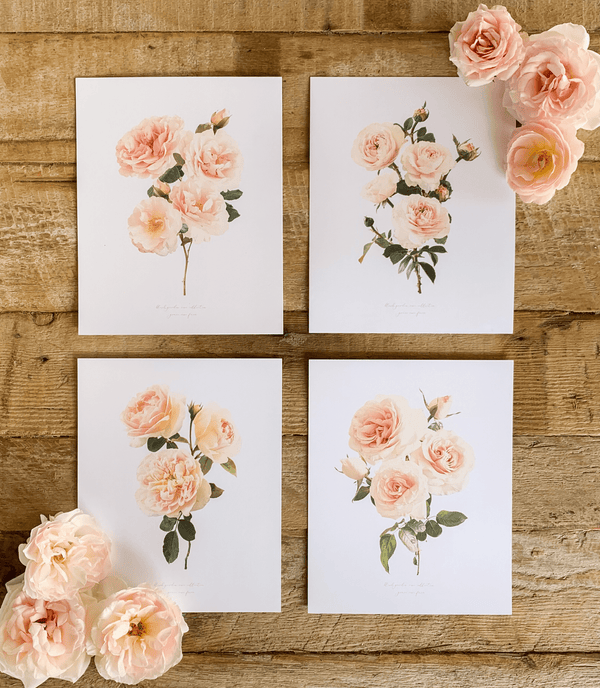 Introducing our Garden Rose Botanical Collection! - Grace Rose Farm