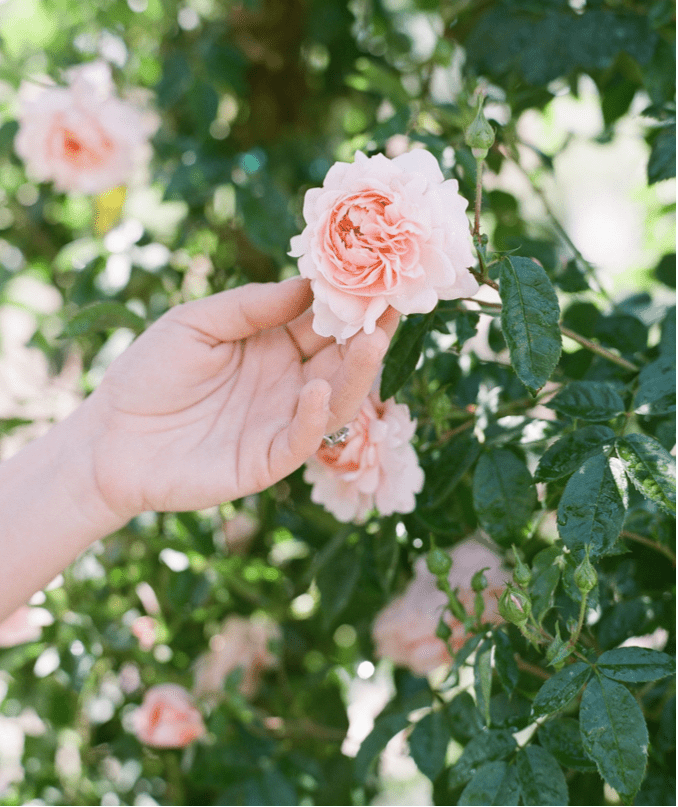 Invest In Our Planet - Grace Rose Farm