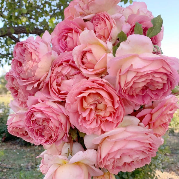 Planting: Getting Roses Off to a Great Start! - Grace Rose Farm