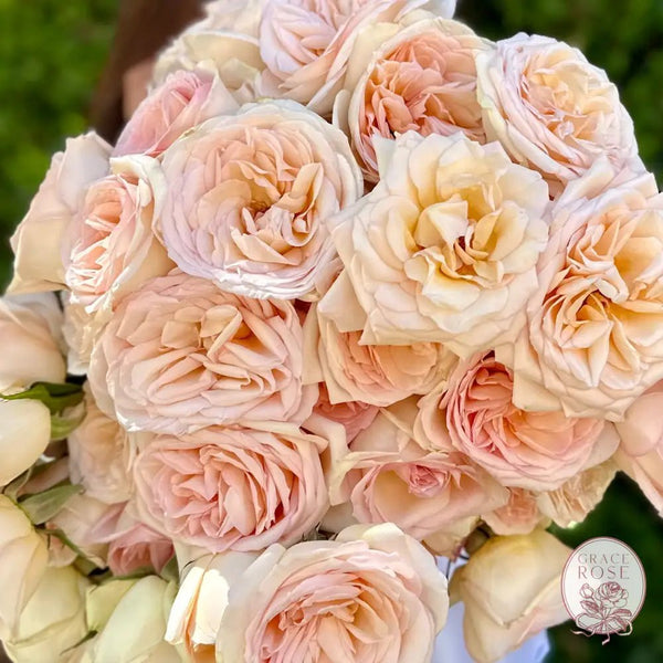 Lavender Roses | Natures Most Elegant Shades | Grace Rose Farm