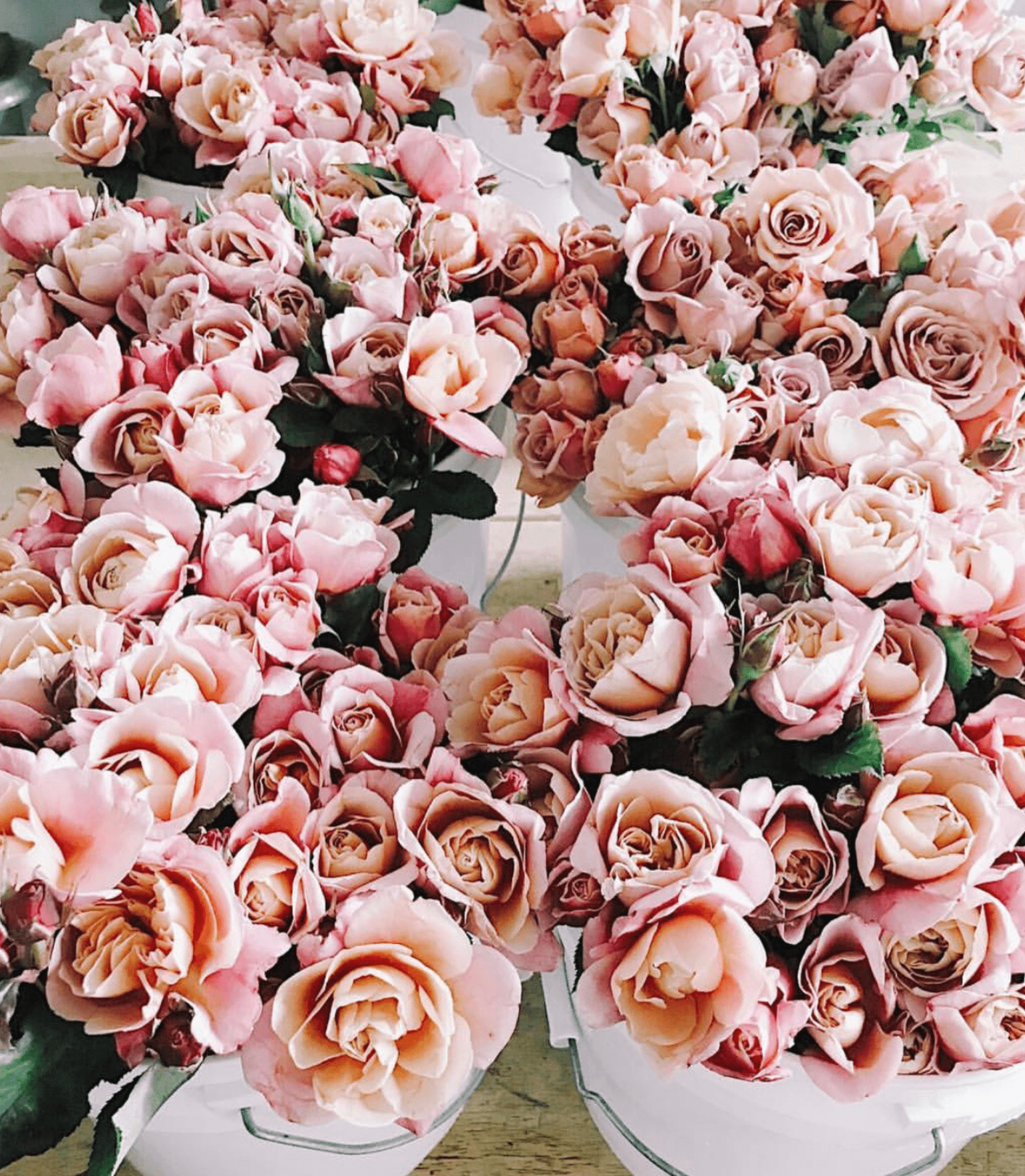 rose planting: getting roses off to a great start for many years of beauty! - Grace Rose Farm