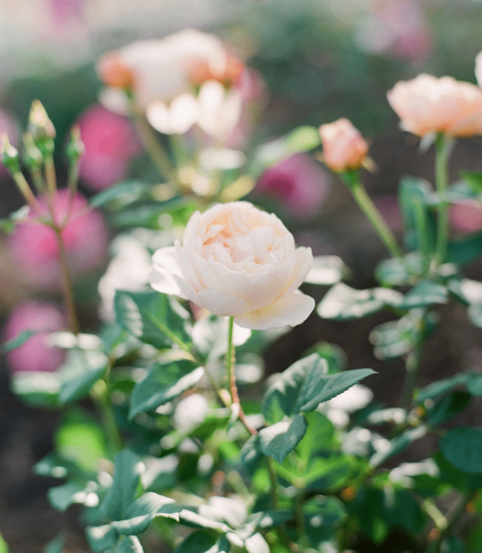 rose pruning: a little work for a great reward - Grace Rose Farm
