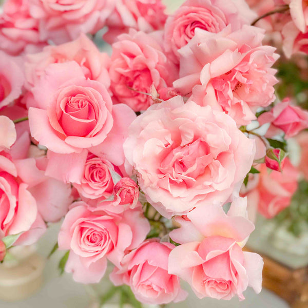 Solarization: Our Journey to Clean Roses - Grace Rose Farm