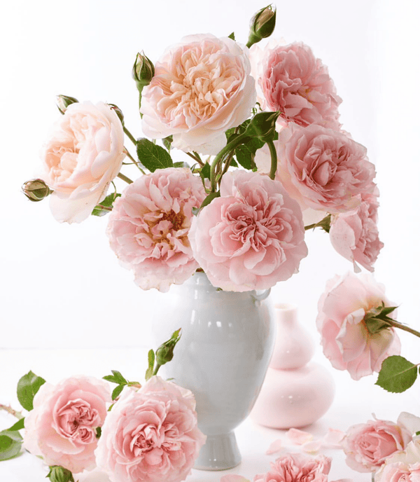 The Best Vases & Shears  - Our Favorite Vases and Shears - Grace Rose Farm