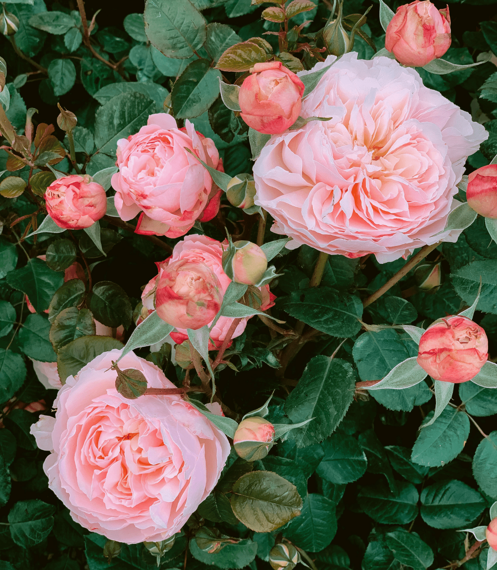 Summer Ruffle Roses Tips & Tricks for Beautiful Summer Roses
