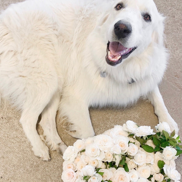 To Our Emmie June - Grace Rose Farm