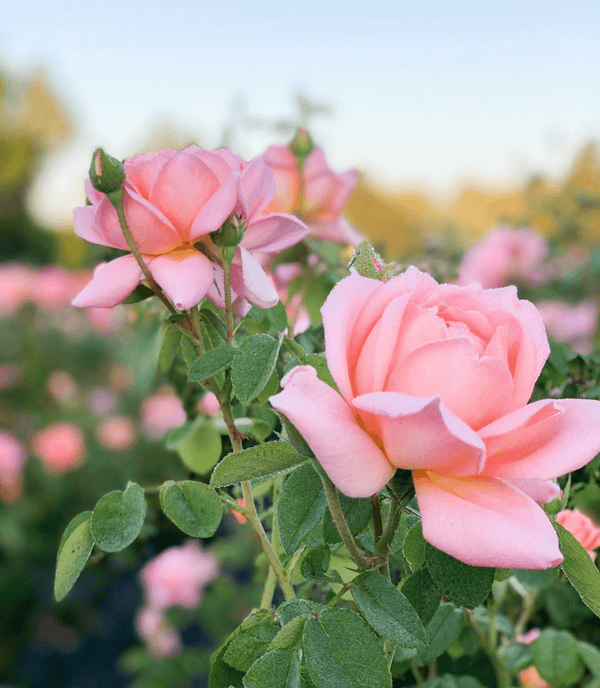 Top 5 questions of the week - Grace Rose Farm