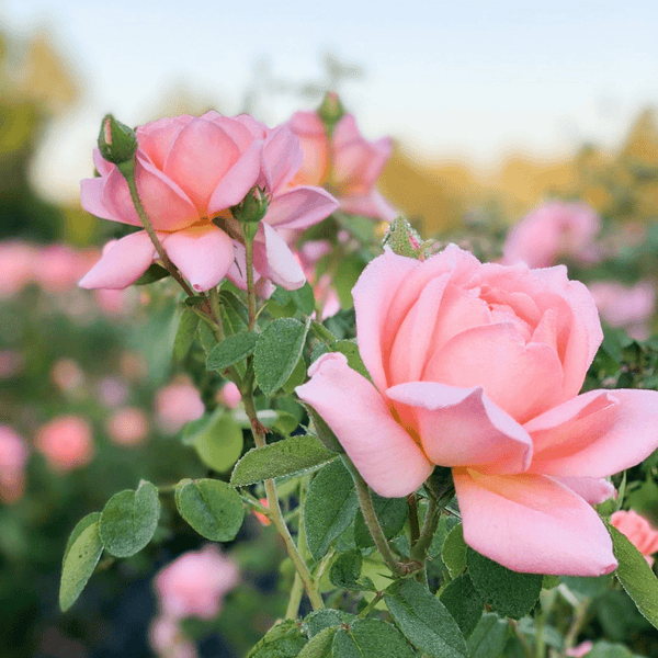 Top 5 questions of the week - Grace Rose Farm