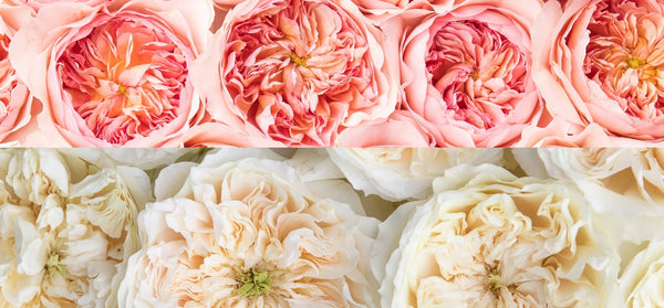 Two Stunning New English Roses in our David Austin Wedding Roses Collection - Grace Rose Farm