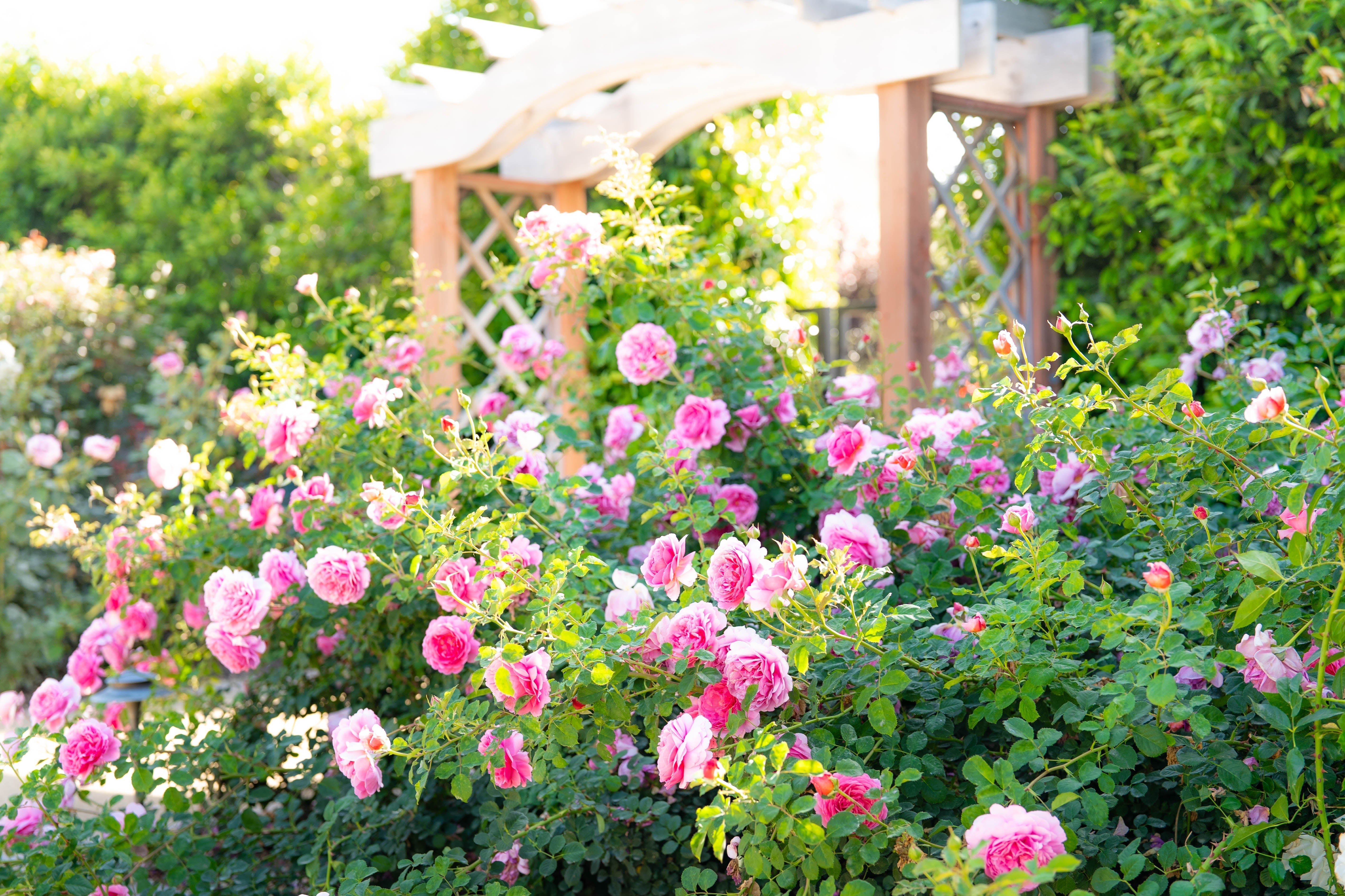 PowerPuff Pink® Bare Root Rose Bush - Grace Rose Farm