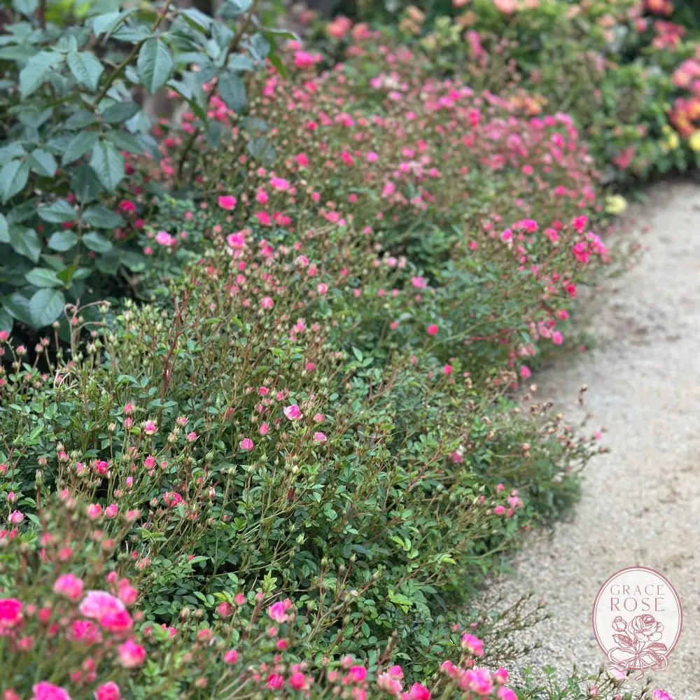 Wanderlust Roses™ Pink Tumbleweed™ Photo Contest - Grace Rose Farm