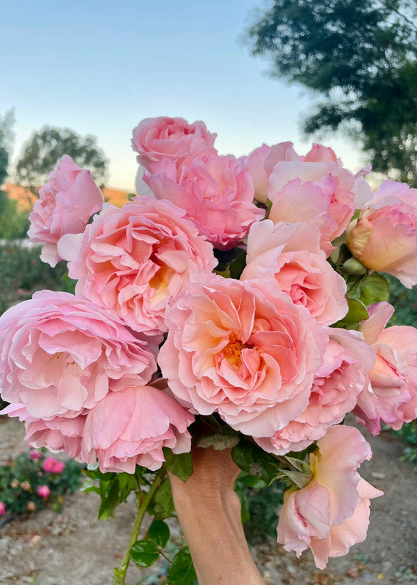 Water Shortages, Thrips and Keeping a Positive Outlook - Grace Rose Farm