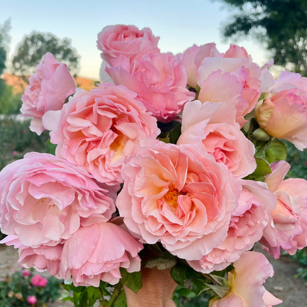 Water Shortages, Thrips and Keeping a Positive Outlook - Grace Rose Farm