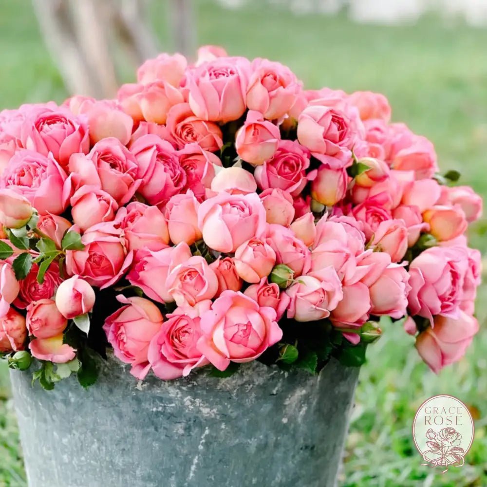 What Is a #1 Potted Own Root Rose Grown in California? - Grace Rose Farm