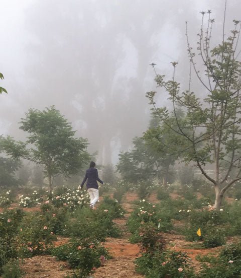 Your Pruning Questions, Answered! Climbers, Dormant Spraying, and More! - Grace Rose Farm