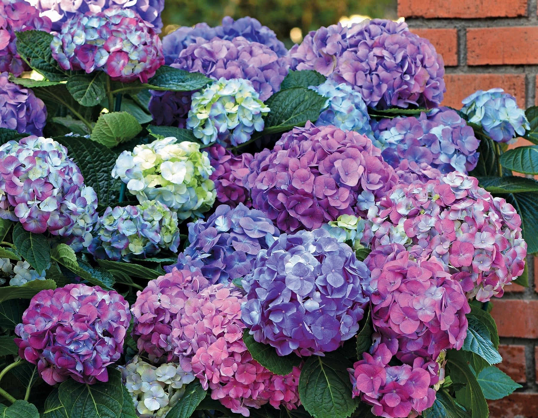 Perfect Pairings for Roses - Hydrangeas - Grace Rose Farm