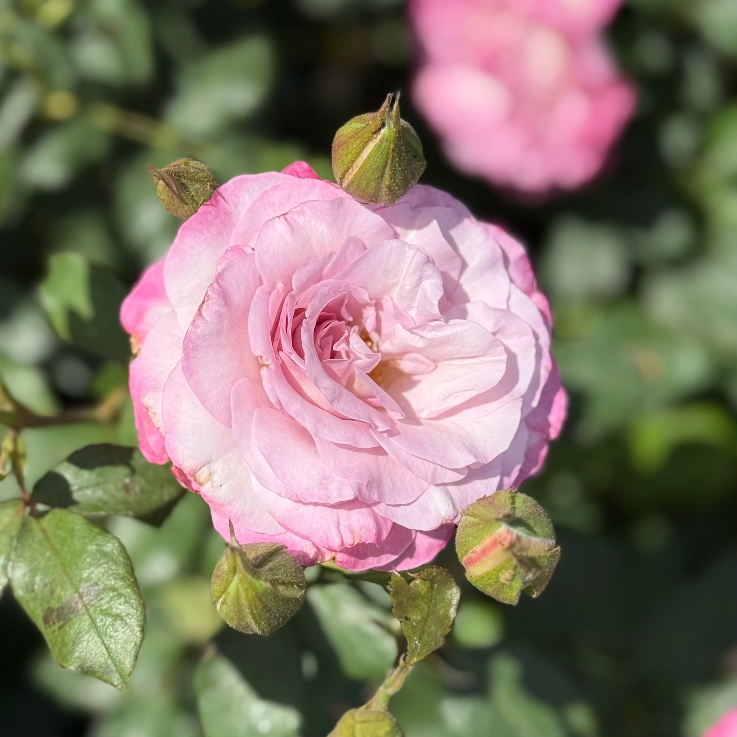 Nicole Carol Miller Potted Rose Bush