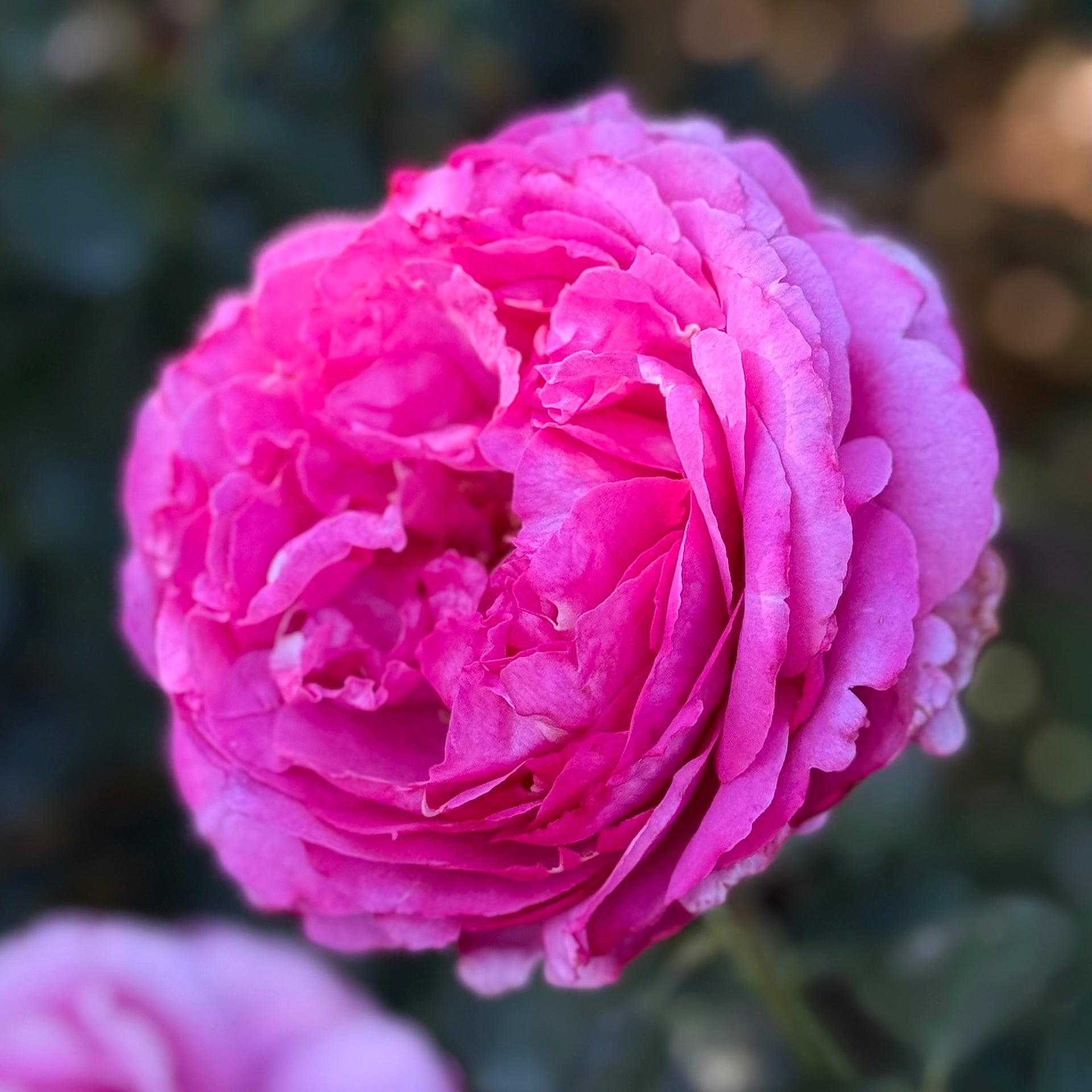 Yves Piaget® Potted Rose Bush