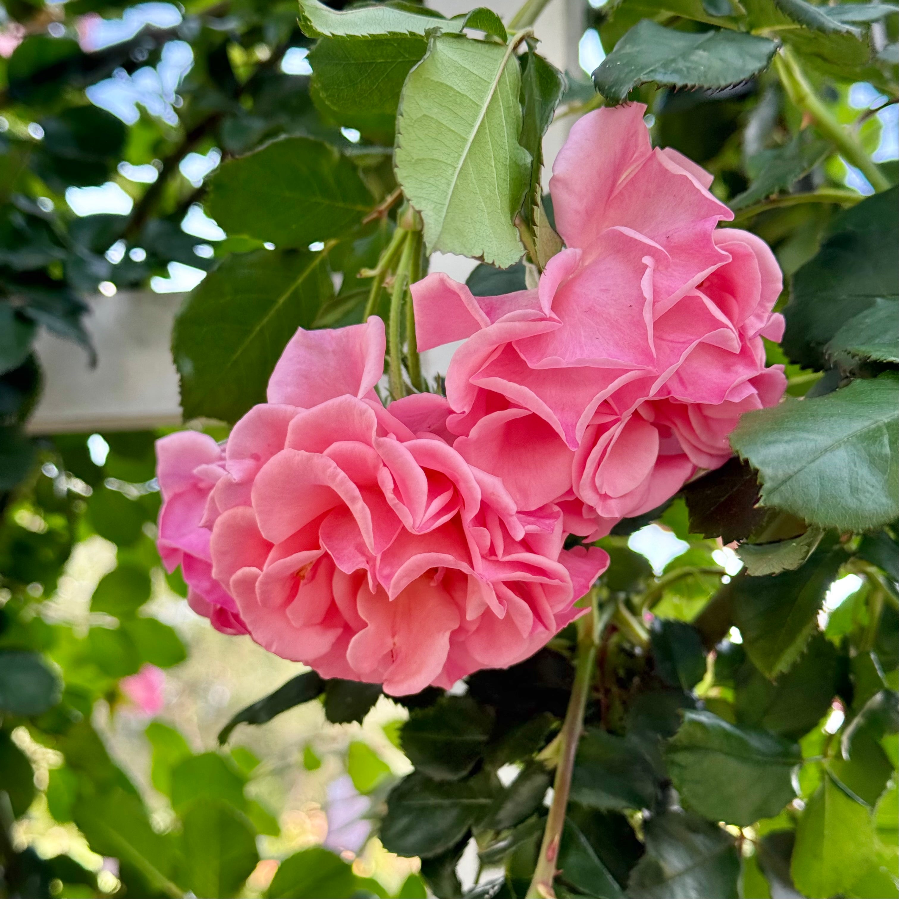 Dream Weaver™ Potted Climbing Rose