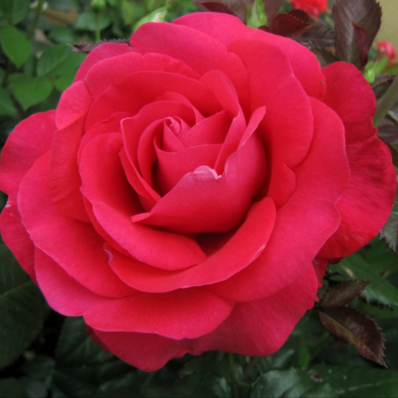 In Love Again™  Bare Root Tree Rose