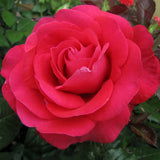 In Love Again™ Potted Tree Rose