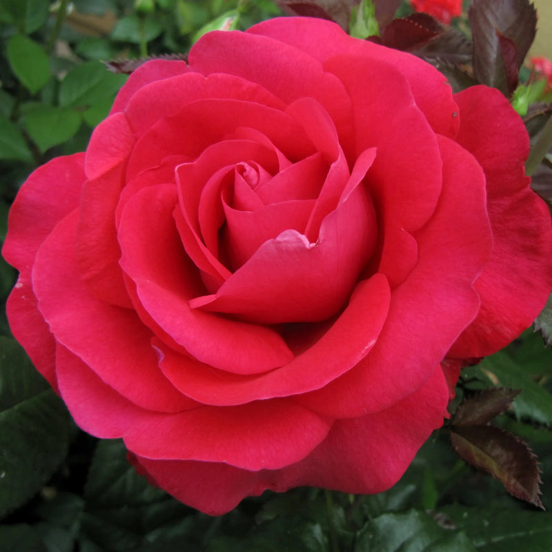 In Love Again™ Potted Tree Rose