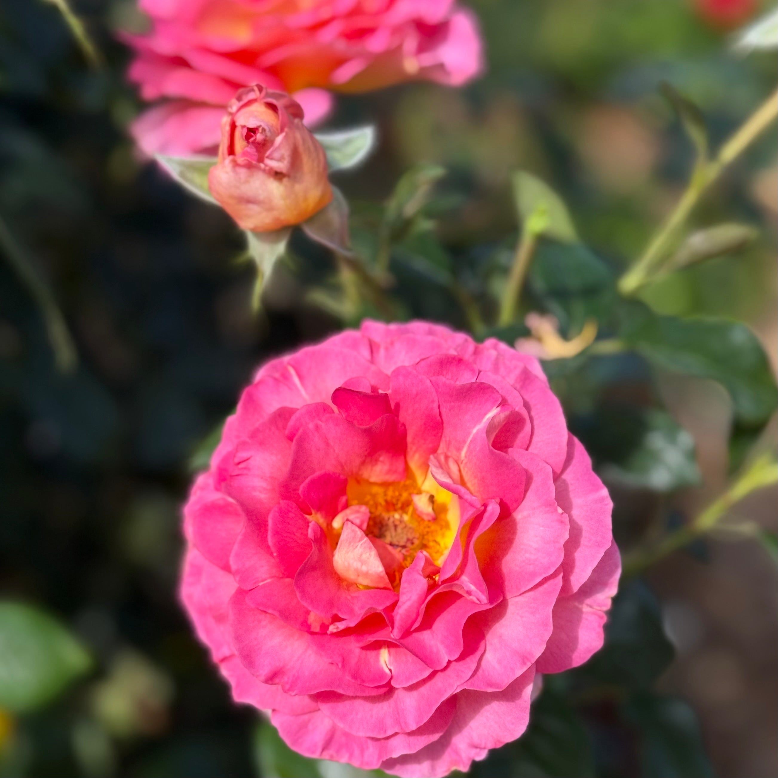 Julie Andrews Potted Rose Bush
